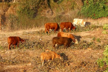 Kuzey İsrail 'de bir ormanda otlayan bir inek sürüsü. 