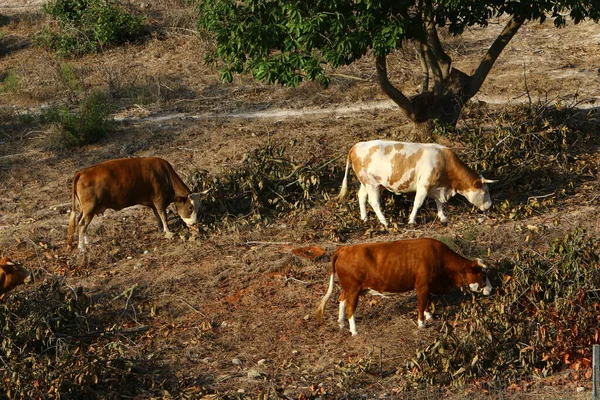 Uma Manada Vacas Pastando Uma Clareira Florestal Norte Israel — Fotografia de Stock