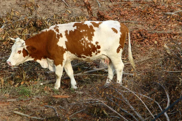 Stado Krów Pasących Się Leśnej Polanie Północnym Izraelu — Zdjęcie stockowe