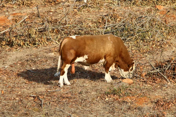 Una Manada Vacas Pastando Bosque Despejado Norte Israel — Foto de Stock