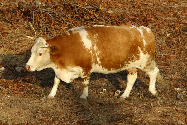 Herd Cows Grazing Forest Clearing Northern Israel — Stock Photo, Image