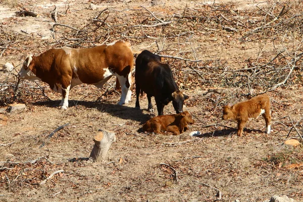 Uma Manada Vacas Pastando Uma Clareira Florestal Norte Israel — Fotografia de Stock