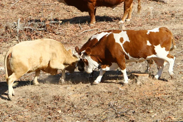 Uma Manada Vacas Pastando Uma Clareira Florestal Norte Israel — Fotografia de Stock