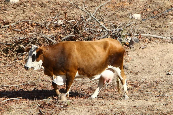 Troupeau Vaches Broutant Dans Une Clairière Dans Nord Israël — Photo