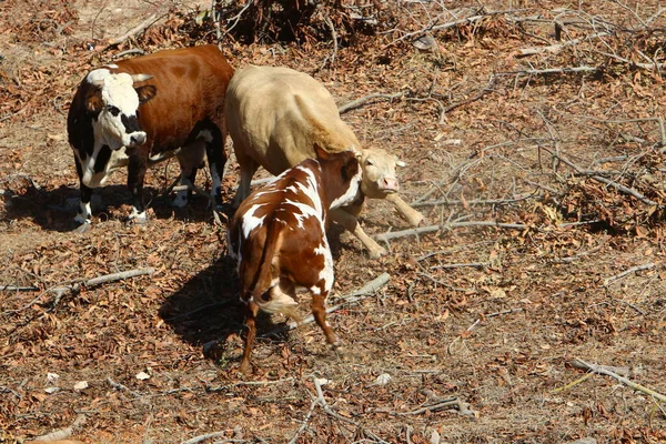 Uma Manada Vacas Pastando Uma Clareira Florestal Norte Israel — Fotografia de Stock