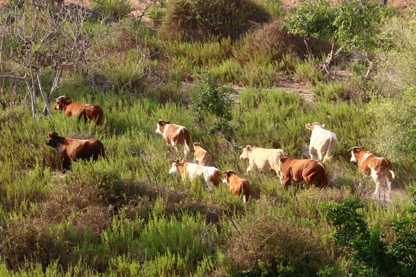 Κοπάδι Αγελάδων Που Βόσκει Δασικό Ξέφωτο Στο Βόρειο Ισραήλ — Φωτογραφία Αρχείου