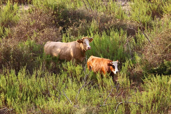 一群奶牛在以色列北部的森林里吃草 — 图库照片