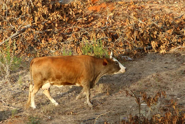 Troupeau Vaches Broutant Dans Une Clairière Dans Nord Israël — Photo