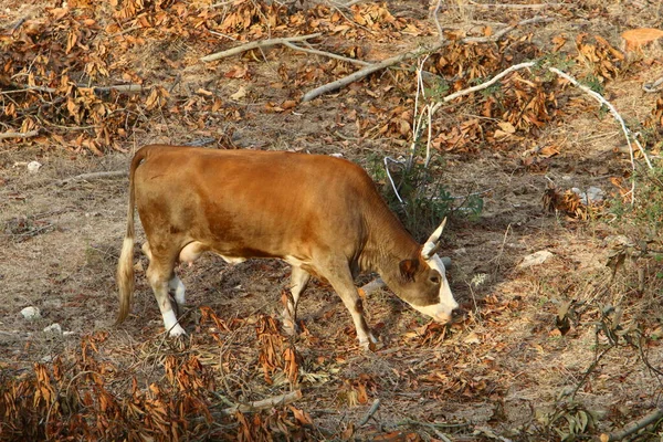 Uma Manada Vacas Pastando Uma Clareira Florestal Norte Israel — Fotografia de Stock