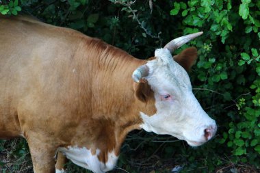 Kuzey İsrail 'de bir ormanda otlayan bir inek sürüsü. 