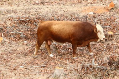 Kuzey İsrail 'de bir ormanda otlayan bir inek sürüsü. 