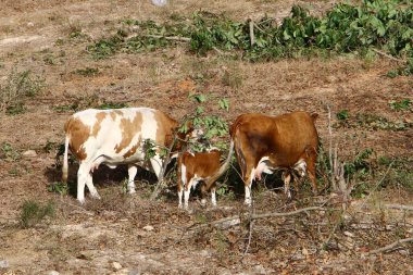 Kuzey İsrail 'de bir ormanda otlayan bir inek sürüsü. 