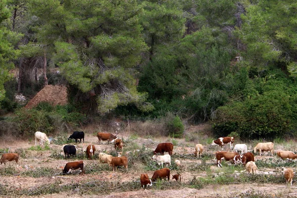 Uma Manada Vacas Pastando Uma Clareira Florestal Norte Israel — Fotografia de Stock