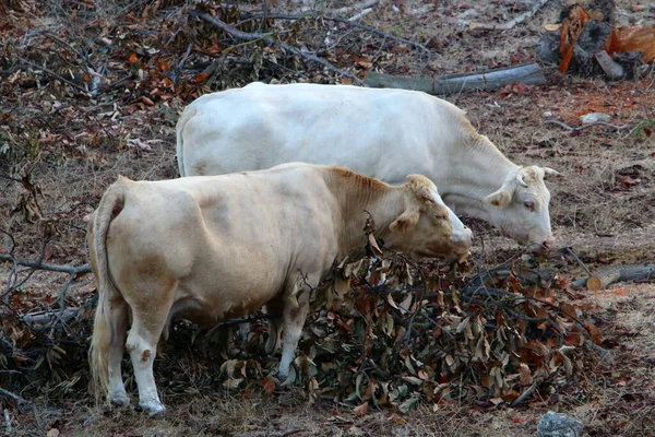 Troupeau Vaches Broutant Dans Une Clairière Dans Nord Israël — Photo