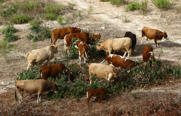 Uma Manada Vacas Pastando Uma Clareira Florestal Norte Israel — Fotografia de Stock