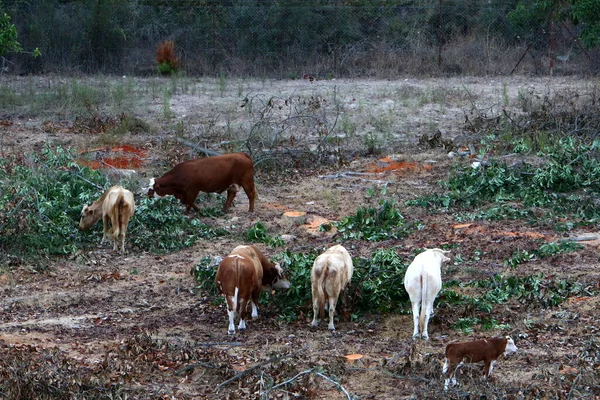 Una Mandria Vacche Pascolo Una Radura Forestale Nel Nord Israele — Foto Stock