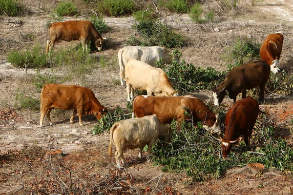 Uma Manada Vacas Pastando Uma Clareira Florestal Norte Israel — Fotografia de Stock