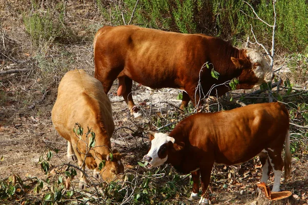 Troupeau Vaches Broutant Dans Une Clairière Dans Nord Israël — Photo