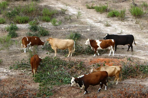 Uma Manada Vacas Pastando Uma Clareira Florestal Norte Israel — Fotografia de Stock