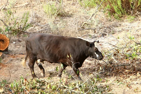 Uma Manada Vacas Pastando Uma Clareira Florestal Norte Israel — Fotografia de Stock