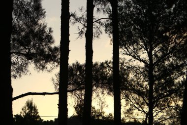 Kuzey İsrail 'in dağlarında yoğun bir çam ormanı. Ormanda sonbahar manzarası 