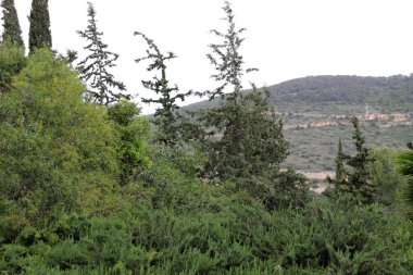 Kuzey İsrail 'in dağlarında yoğun bir çam ormanı. Ormanda sonbahar manzarası 