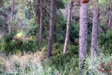Kuzey İsrail 'in dağlarında yoğun bir çam ormanı. Ormanda sonbahar manzarası 