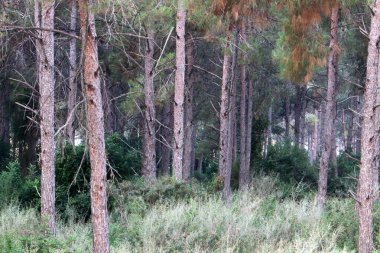 Kuzey İsrail 'in dağlarında yoğun bir çam ormanı. Ormanda sonbahar manzarası 