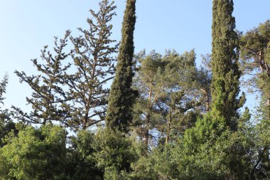 Kuzey İsrail 'in dağlarında yoğun bir çam ormanı. Ormanda sonbahar manzarası 