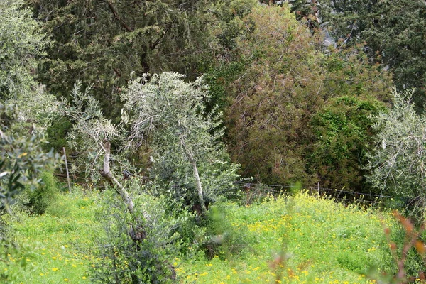 Een Dicht Dennenbos Bergen Van Noord Israël Herfstlandschap Het Bos — Stockfoto