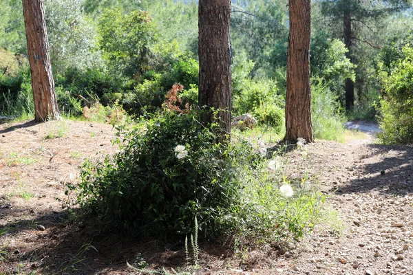 Tät Tallskog Bergen Norra Israel Höstlandskap Skogen — Stockfoto