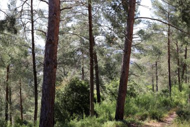 Kuzey İsrail 'in dağlarında yoğun bir çam ormanı. Ormanda sonbahar manzarası 