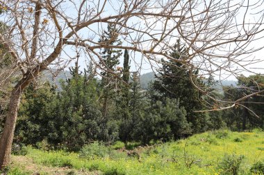 Kuzey İsrail 'in dağlarında yoğun bir çam ormanı. Ormanda sonbahar manzarası 
