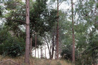 Kuzey İsrail 'in dağlarında yoğun bir çam ormanı. Ormanda sonbahar manzarası 