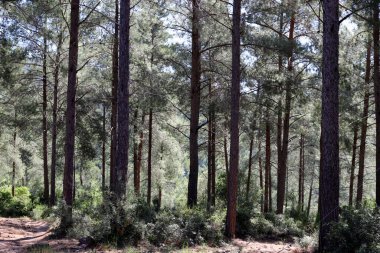 Kuzey İsrail 'in dağlarında yoğun bir çam ormanı. Ormanda sonbahar manzarası 