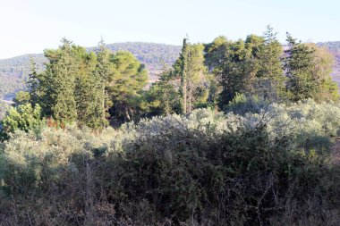 Kuzey İsrail 'in dağlarında yoğun bir çam ormanı. Ormanda sonbahar manzarası 