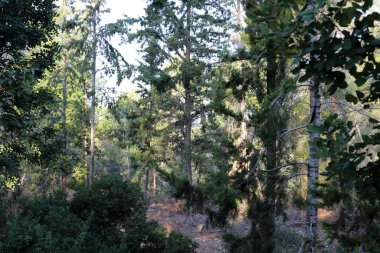 Kuzey İsrail 'in dağlarında yoğun bir çam ormanı. Ormanda sonbahar manzarası 