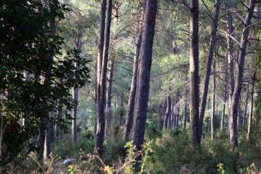 Kuzey İsrail 'in dağlarında yoğun bir çam ormanı. Ormanda sonbahar manzarası 