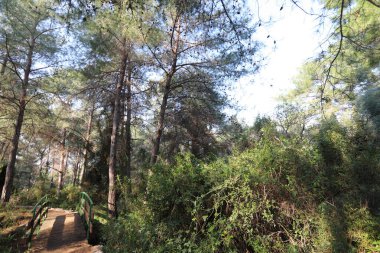 Kuzey İsrail 'in dağlarında yoğun bir çam ormanı. Ormanda sonbahar manzarası 