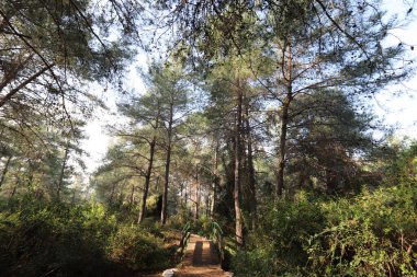 Kuzey İsrail 'in dağlarında yoğun bir çam ormanı. Ormanda sonbahar manzarası 