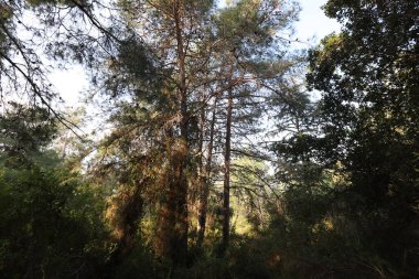 Kuzey İsrail 'in dağlarında yoğun bir çam ormanı. Ormanda sonbahar manzarası 