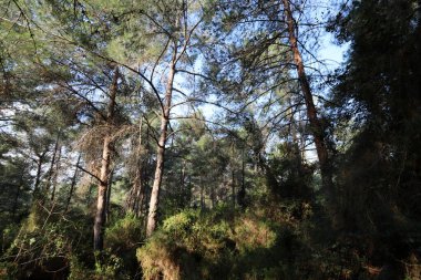 Kuzey İsrail 'in dağlarında yoğun bir çam ormanı. Ormanda sonbahar manzarası 