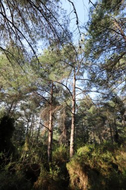 Kuzey İsrail 'in dağlarında yoğun bir çam ormanı. Ormanda sonbahar manzarası 
