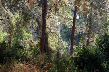 Kuzey İsrail 'in dağlarında yoğun bir çam ormanı. Ormanda sonbahar manzarası 