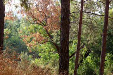 Kuzey İsrail 'in dağlarında yoğun bir çam ormanı. Ormanda sonbahar manzarası 