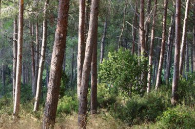 Kuzey İsrail 'in dağlarında yoğun bir çam ormanı. Ormanda sonbahar manzarası 