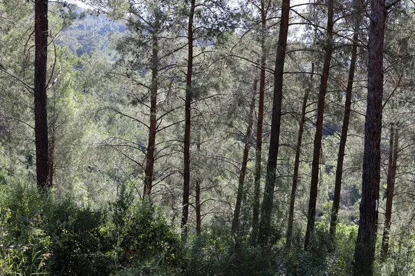 Denso Bosque Pinos Las Montañas Del Norte Israel Paisaje Otoñal — Foto de Stock