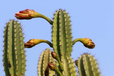 İsrail devletinin kuzeyindeki bir şehir parkında büyük ve dikenli bir kaktüs yetişiyor. 