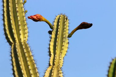 İsrail devletinin kuzeyindeki bir şehir parkında büyük ve dikenli bir kaktüs yetişiyor. 
