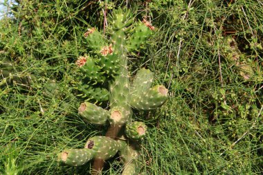 İsrail devletinin kuzeyindeki bir şehir parkında büyük ve dikenli bir kaktüs yetişiyor. 